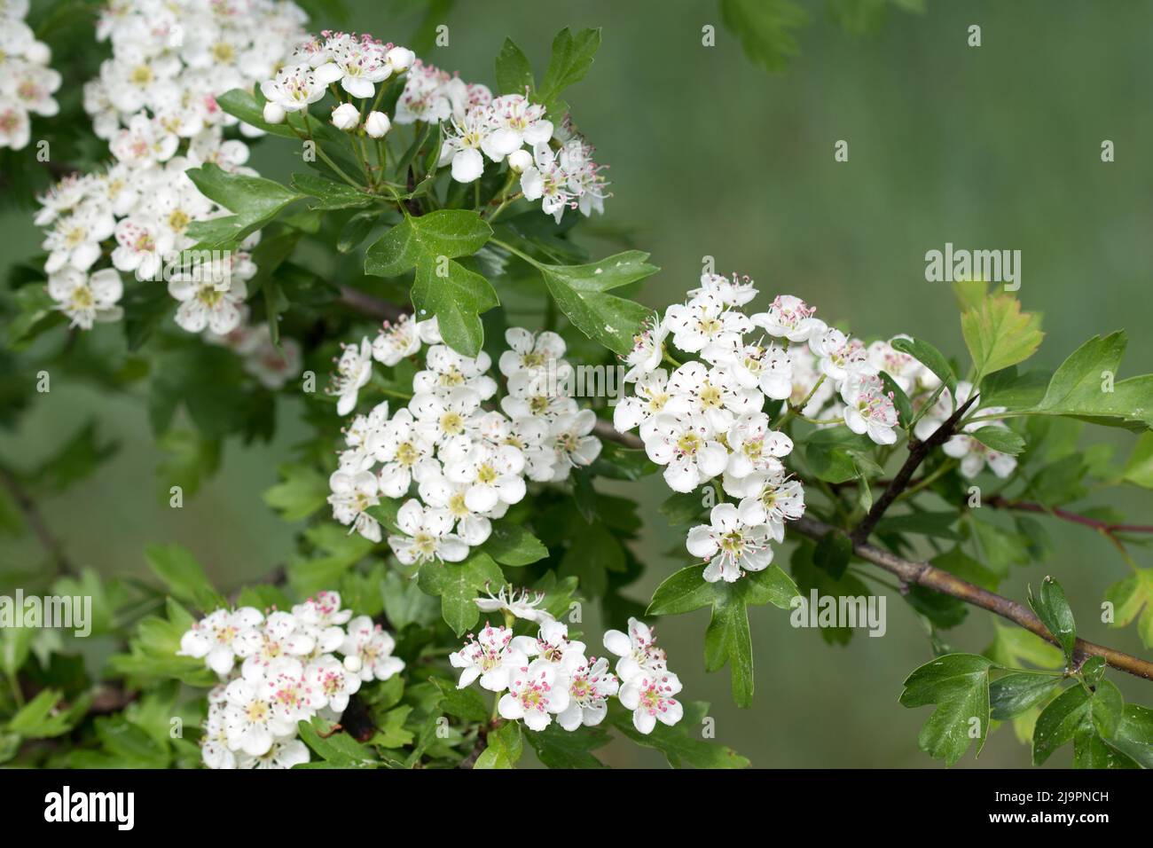 Biancospino bianco (Crataegus) fiori sul closeup ramo fuoco selettivo Foto Stock