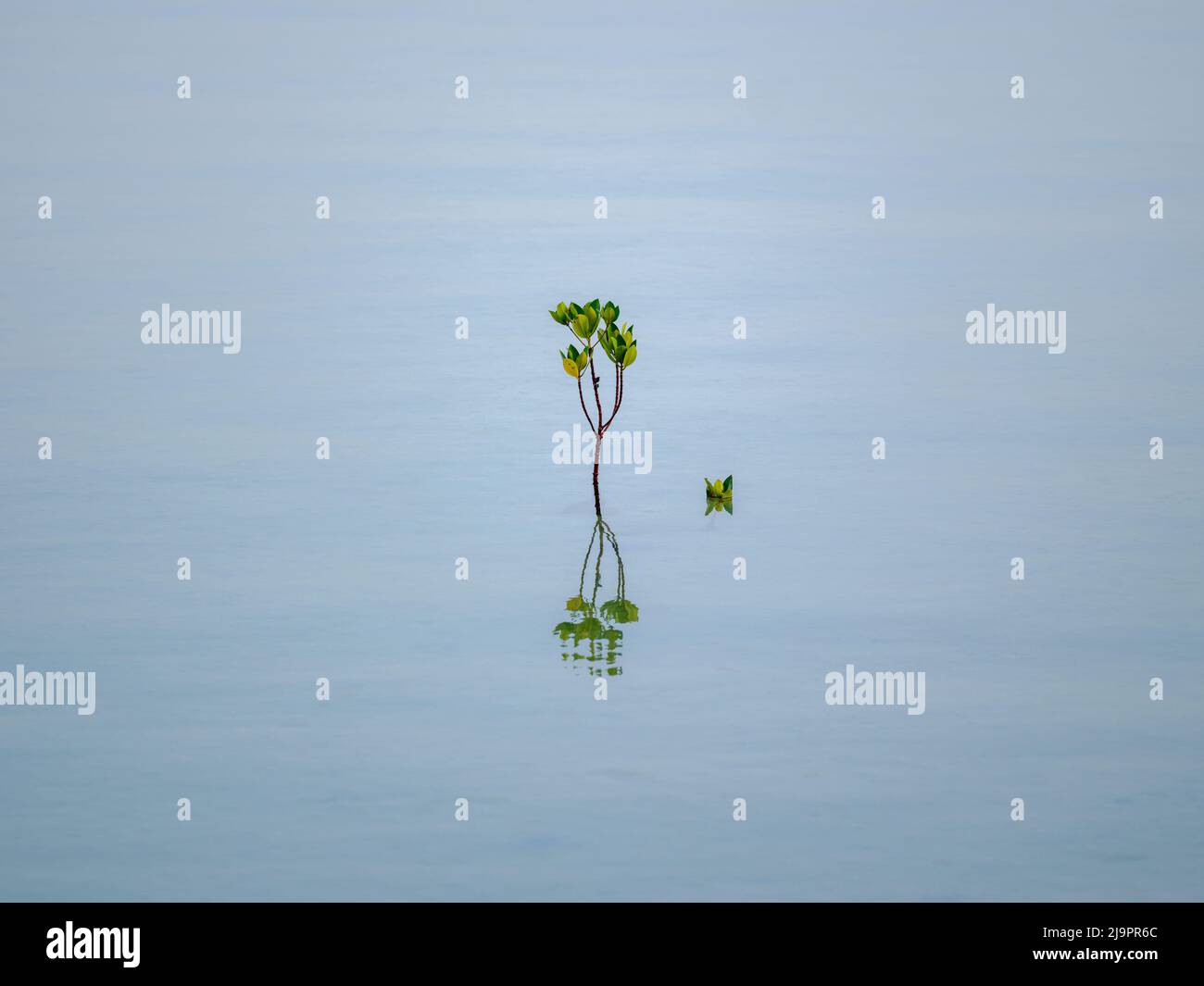 Mangrovia sulla superficie dell'acqua Foto Stock