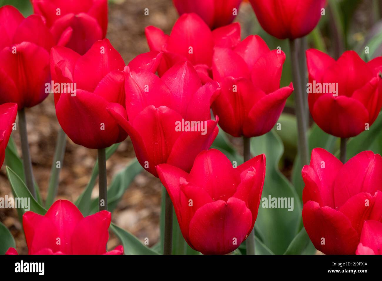 Rosso, Violet, Tulipa 'Bastogne', bello, Fiori, Primavera, Giardino, Letto Foto Stock