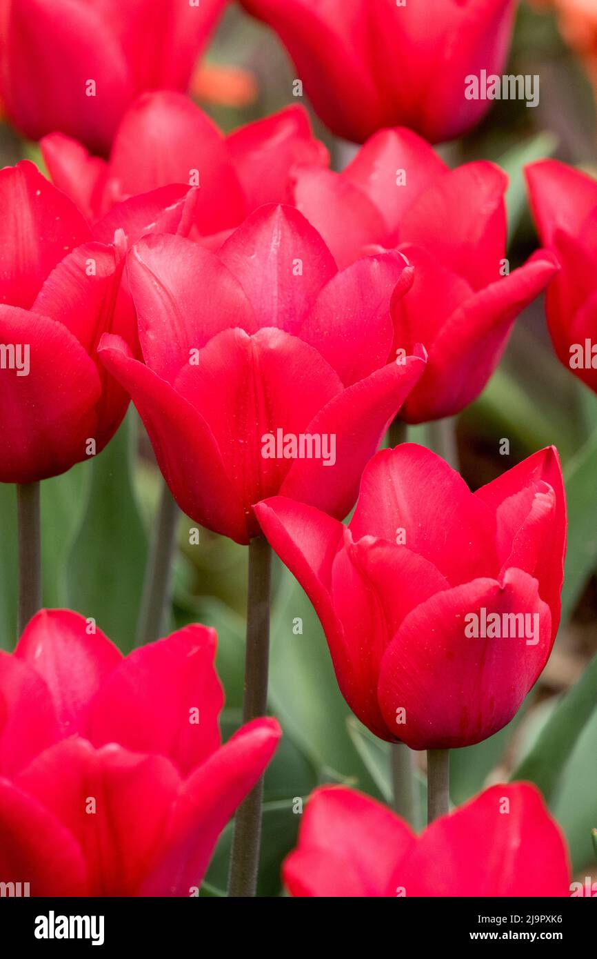 Rosso, Violet, Tulipa 'Bastogne', bello, Fiori, Primavera, Giardino, Letto Foto Stock