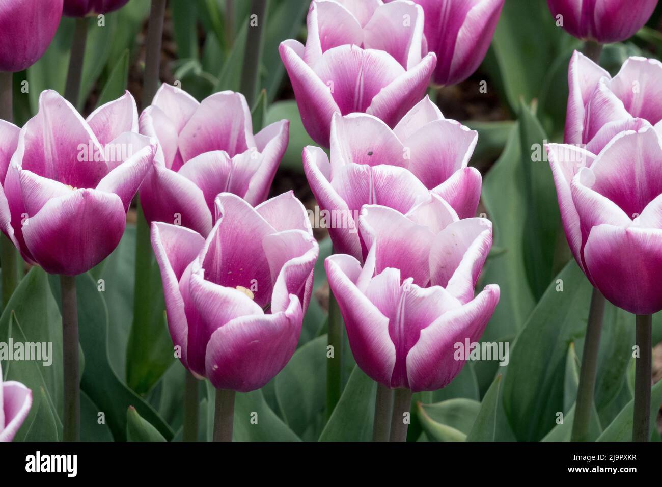 Tulipa 'Salvation Army', viola bianco, attraente, bello, tulipani, Pretty, Nice, Flowers, Triumph Tulip Foto Stock