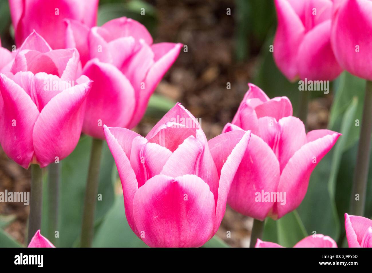 Tulipa 'sogno di Natale', Nizza, Fiore, Fiori, Fiore, Fiore, tulipani, Giardino, Fiore, bellissimi tulipani rosa con orlo di fiori rosa chiaro Foto Stock