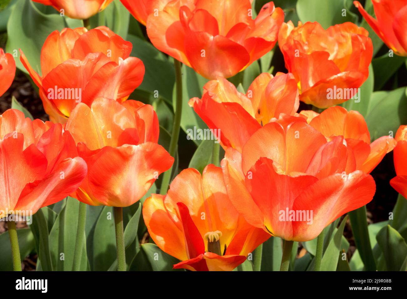 Tulipa 'American Dream', Giardino, Fiori, Tulipani, Primavera, Fiori, tulipano, pianta, fiore Foto Stock