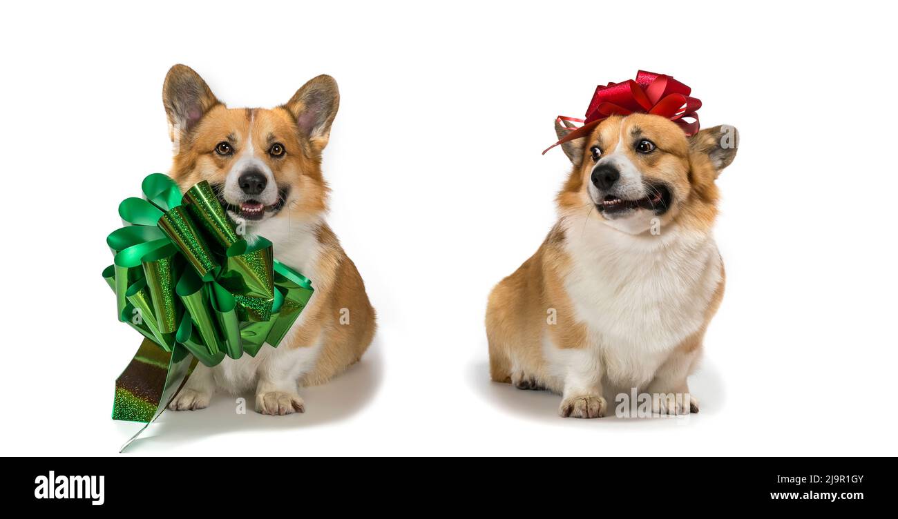 Due regali per la vacanza di cani carini cuccioli di corgi gallesi con legato regalo archi lucidi su uno sfondo bianco seduta e sorridente Foto Stock