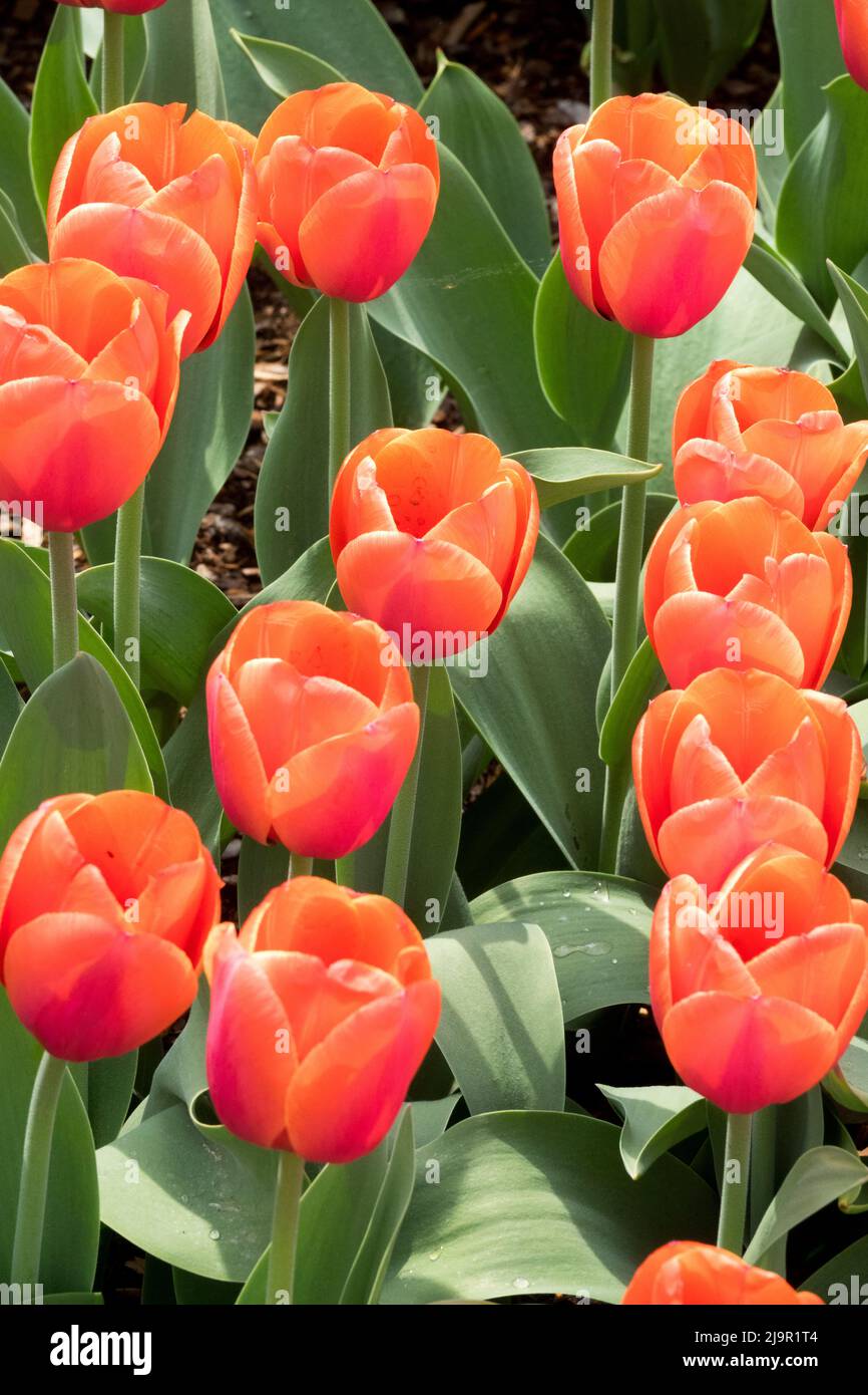 Tulipa 'ad REM', Tulipani, Fiori, Giardino, Letto, Fiore, primavera, fiori Foto Stock