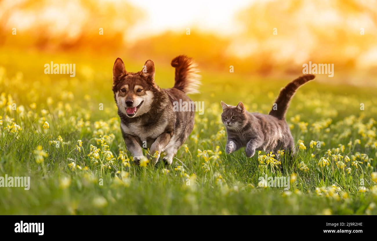 coppia di amici un gatto e un cane corrono allegro attraverso un prato estivo fiorito Foto Stock