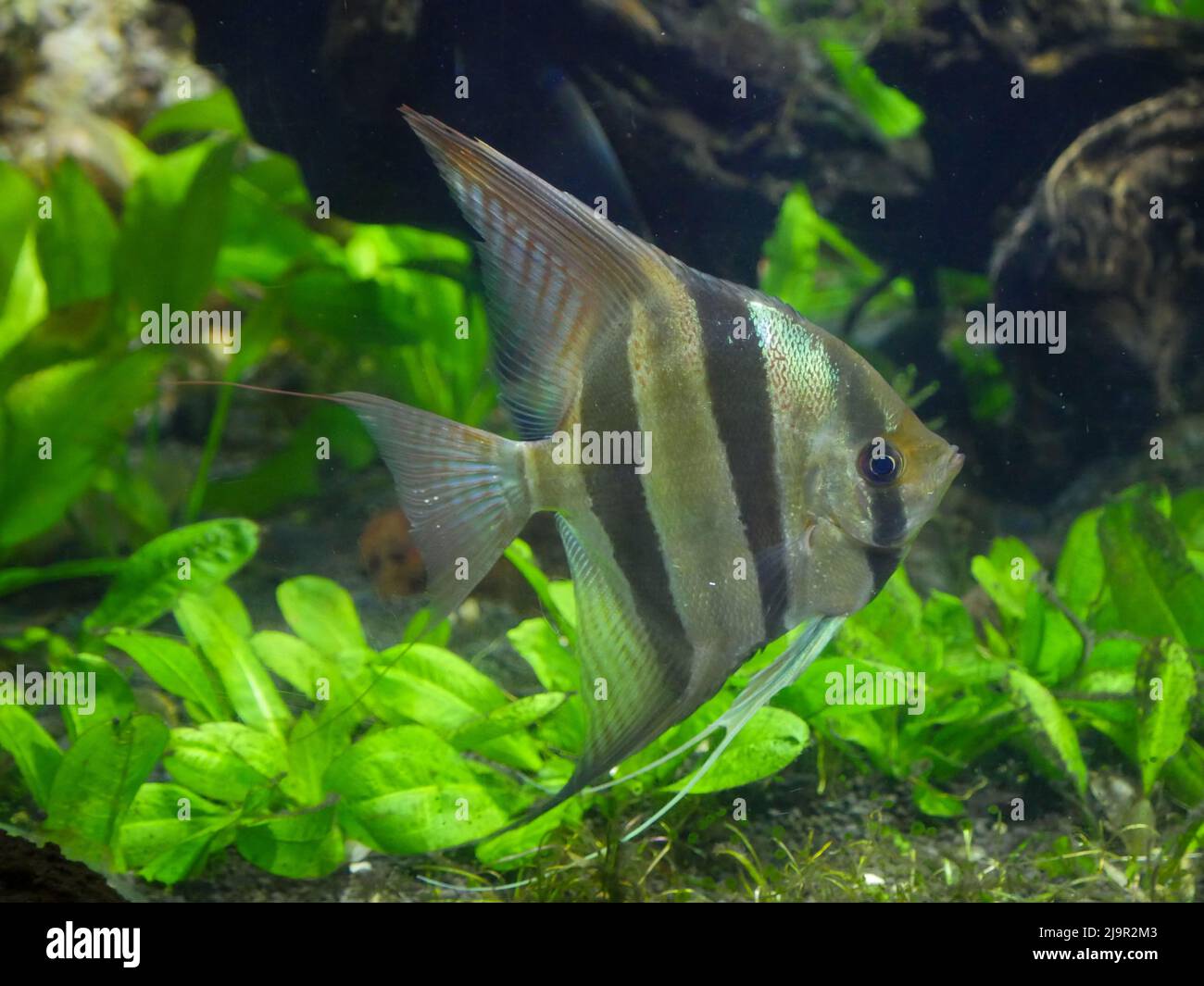 Altum angelfish nuoto nel Fish Tank Aquarium Foto Stock