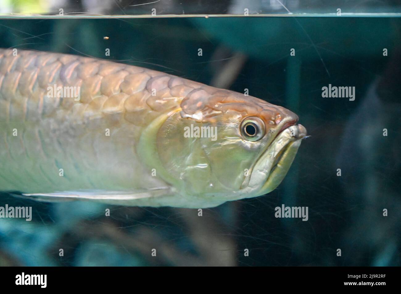 Arapaima gigas Pesce anche noto come pirarucu nuoto in acquario serbatoio di pesce Foto Stock