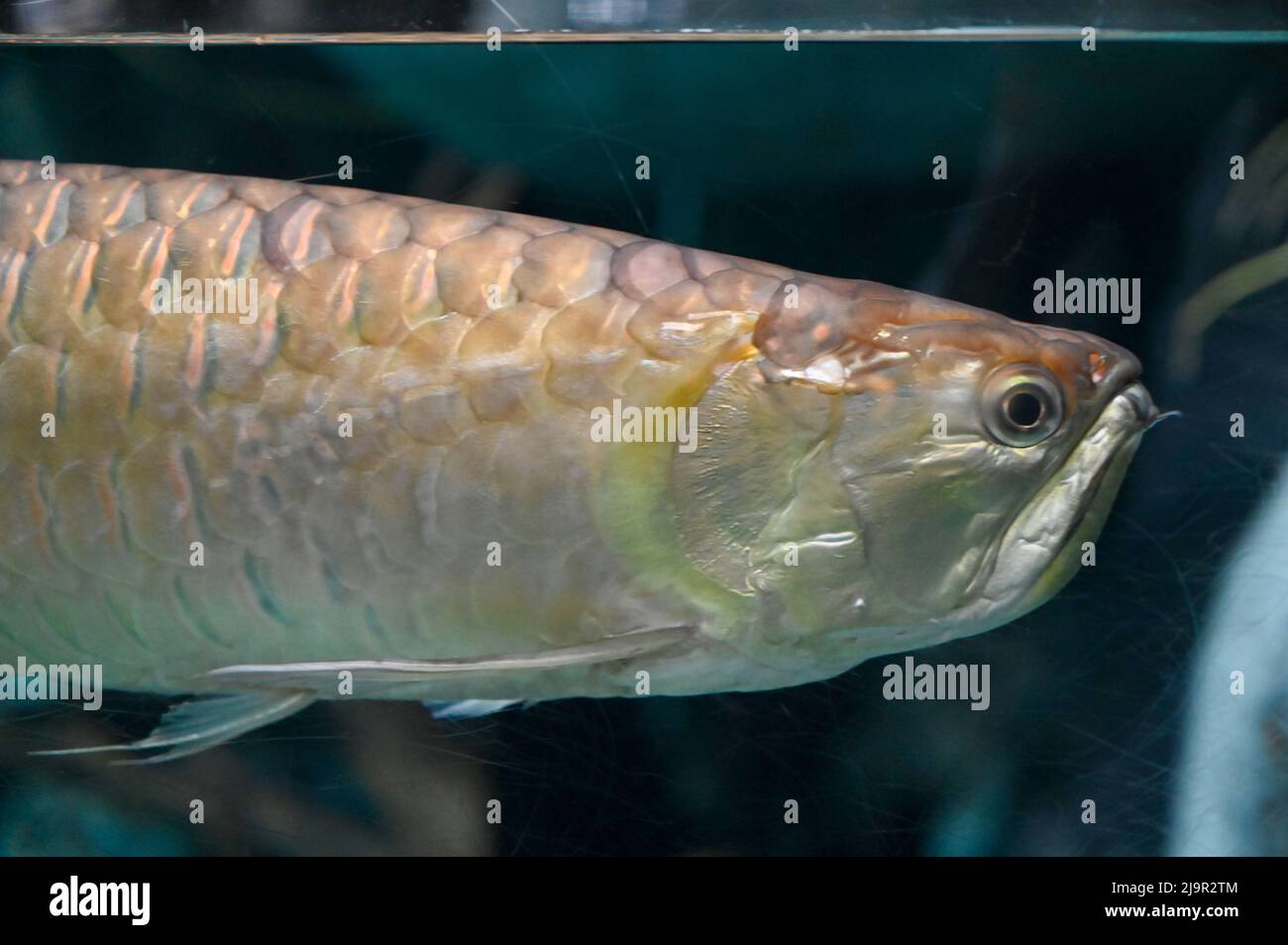 Arapaima gigas Pesce anche noto come pirarucu nuoto in acquario serbatoio di pesce Foto Stock