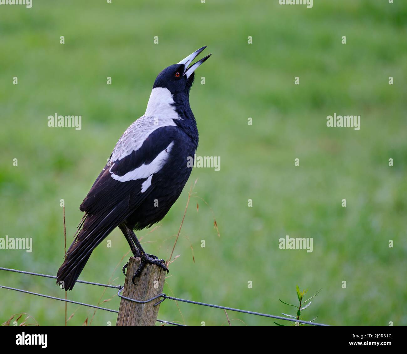 Sulla canzone Foto Stock