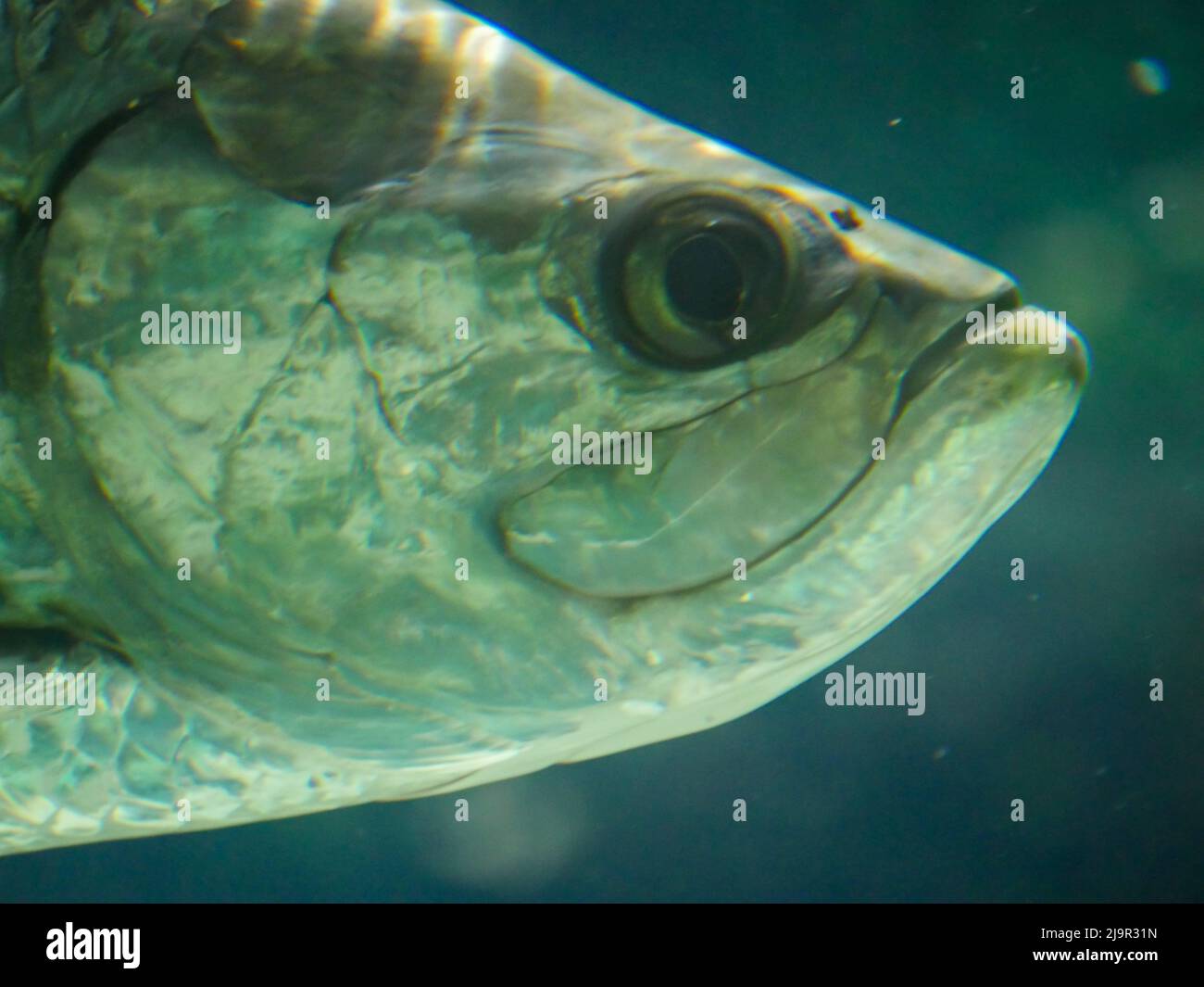 Il pesce di tarpon Atlantico, noto anche come re d'argento, nuota in acquario di pesci cisterna. È un pesce alettato a raggi che abita acque costiere, estuari, l Foto Stock