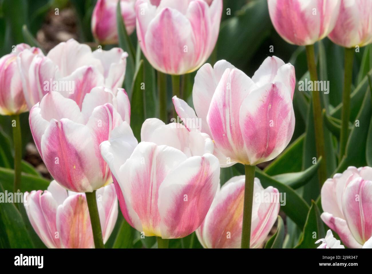 Tulipani 'Beau Monde' Tulipa Foto Stock