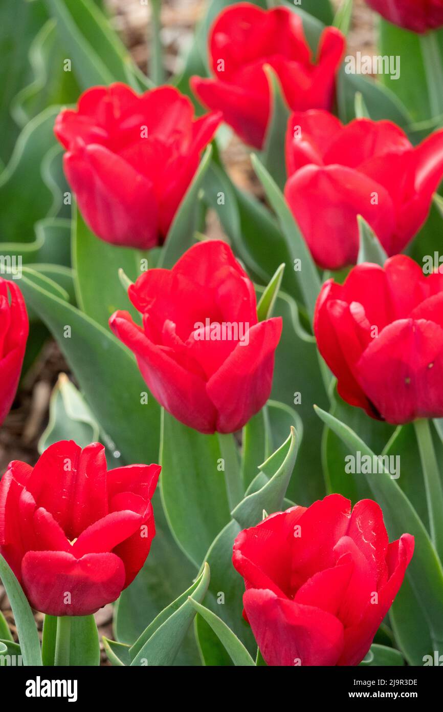 Tulipa, tulipani rossi 'Cassini' fiori in aiuola Foto Stock