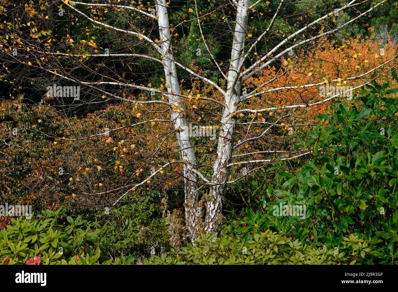 Argento Birch in autunno Foto Stock