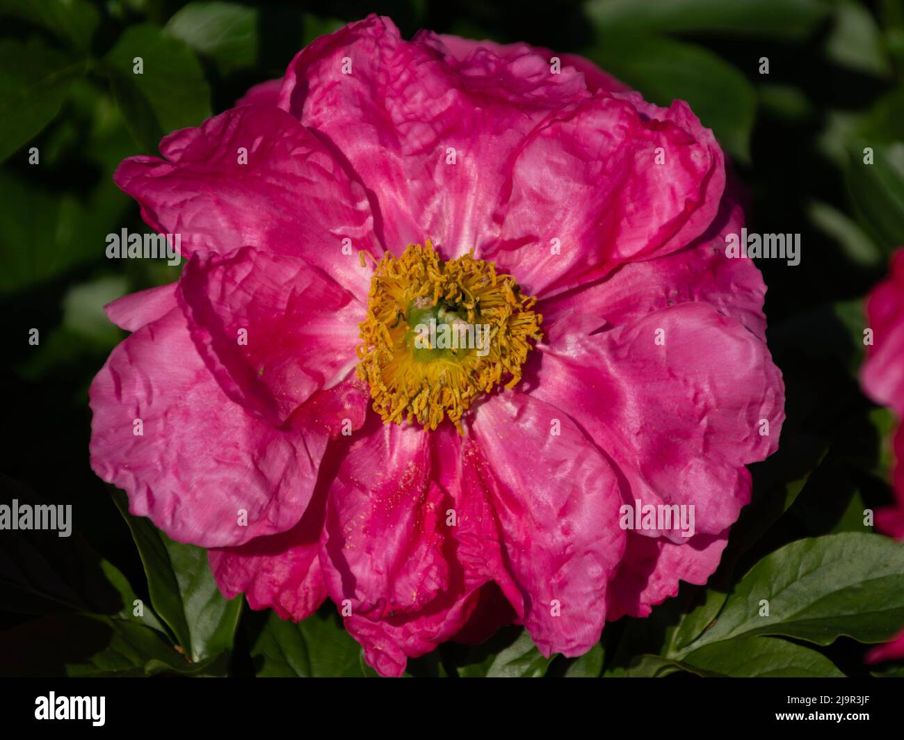 Moutan Peony fiorisce nel Brooklyn Botanic Garden, estate, 2022 Foto Stock