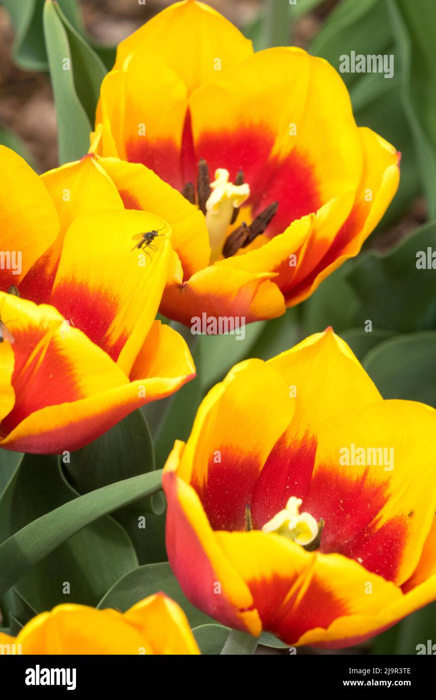 Tulip 'Kees Nelis' Tulipani, Triumph ibrido fiore giallo rosso Foto Stock
