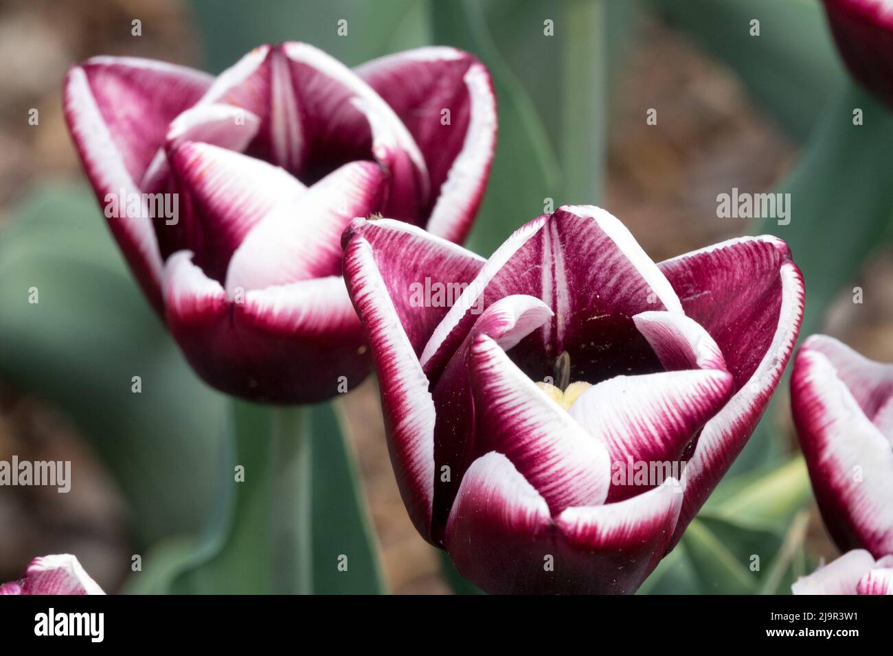 Due tulipani "Arabian Mystery" Foto Stock