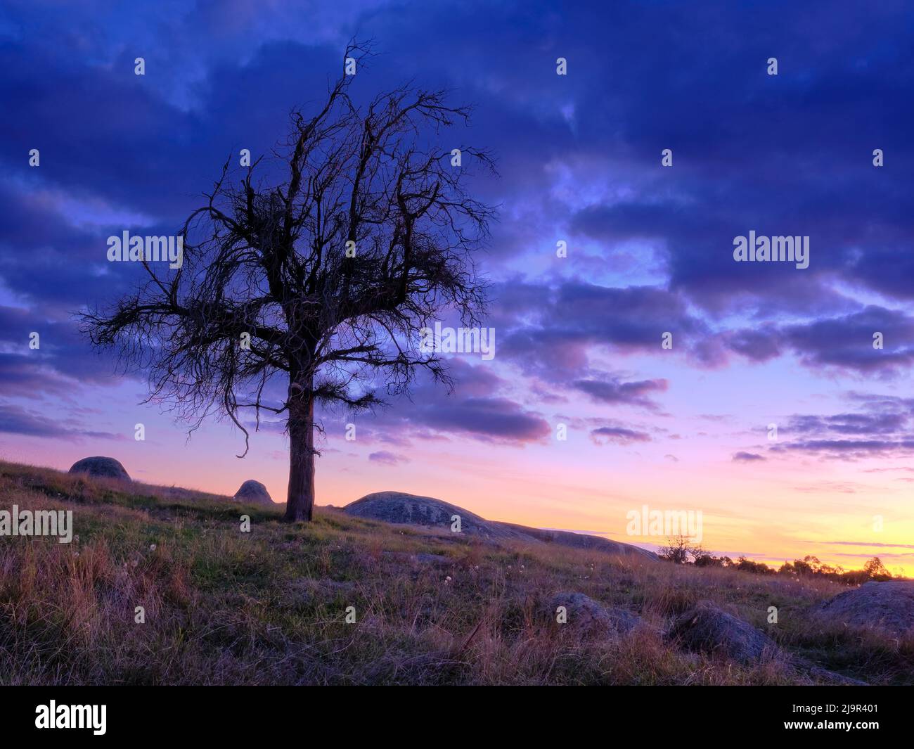 Lone Tree al tramonto Foto Stock