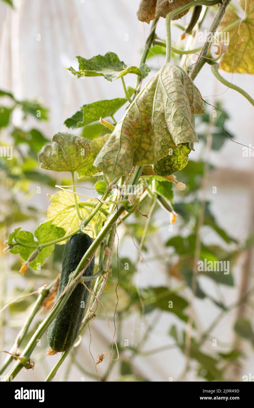 Infestazione dell'acaro del ragno rosso sulle piante di cetriolo. Foglie miti ragno corrotti, tetranychus urticae Foto Stock