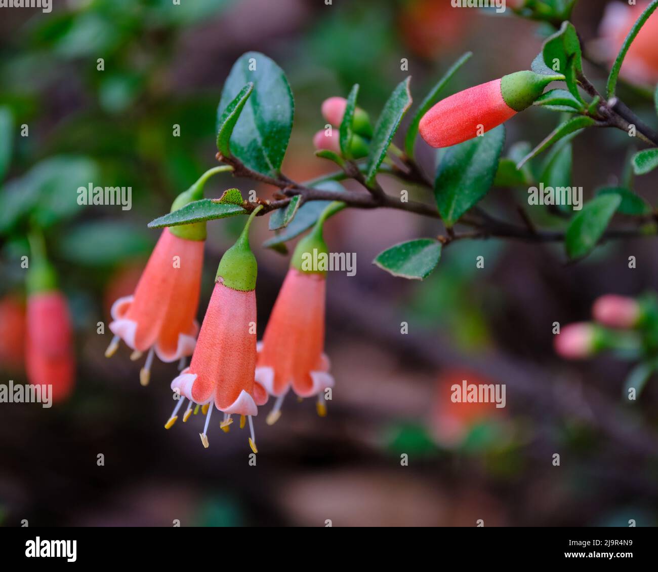 Pianta di correa immagini e fotografie stock ad alta risoluzione - Alamy