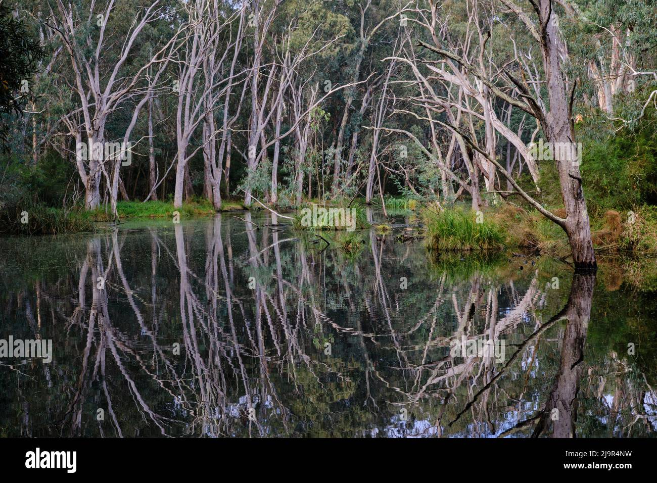 Alberi intorno al Billabong Foto Stock