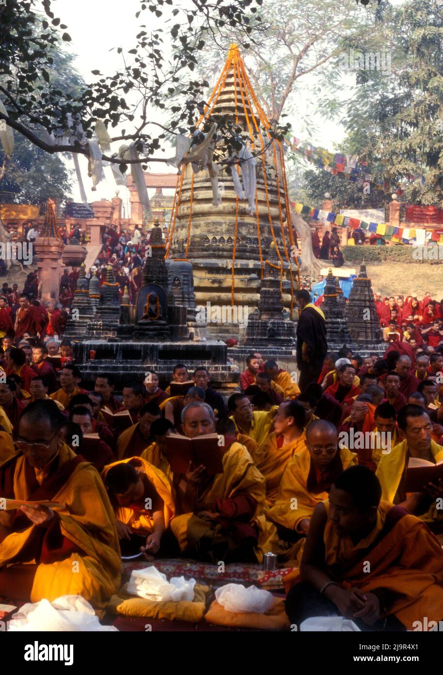 I monaci buddisti offrono preghiere sotto l'albero sacro di Bo a Bodhgaya in India dove si ritiene che il Buddha abbia raggiunto l'illuminazione Foto Stock