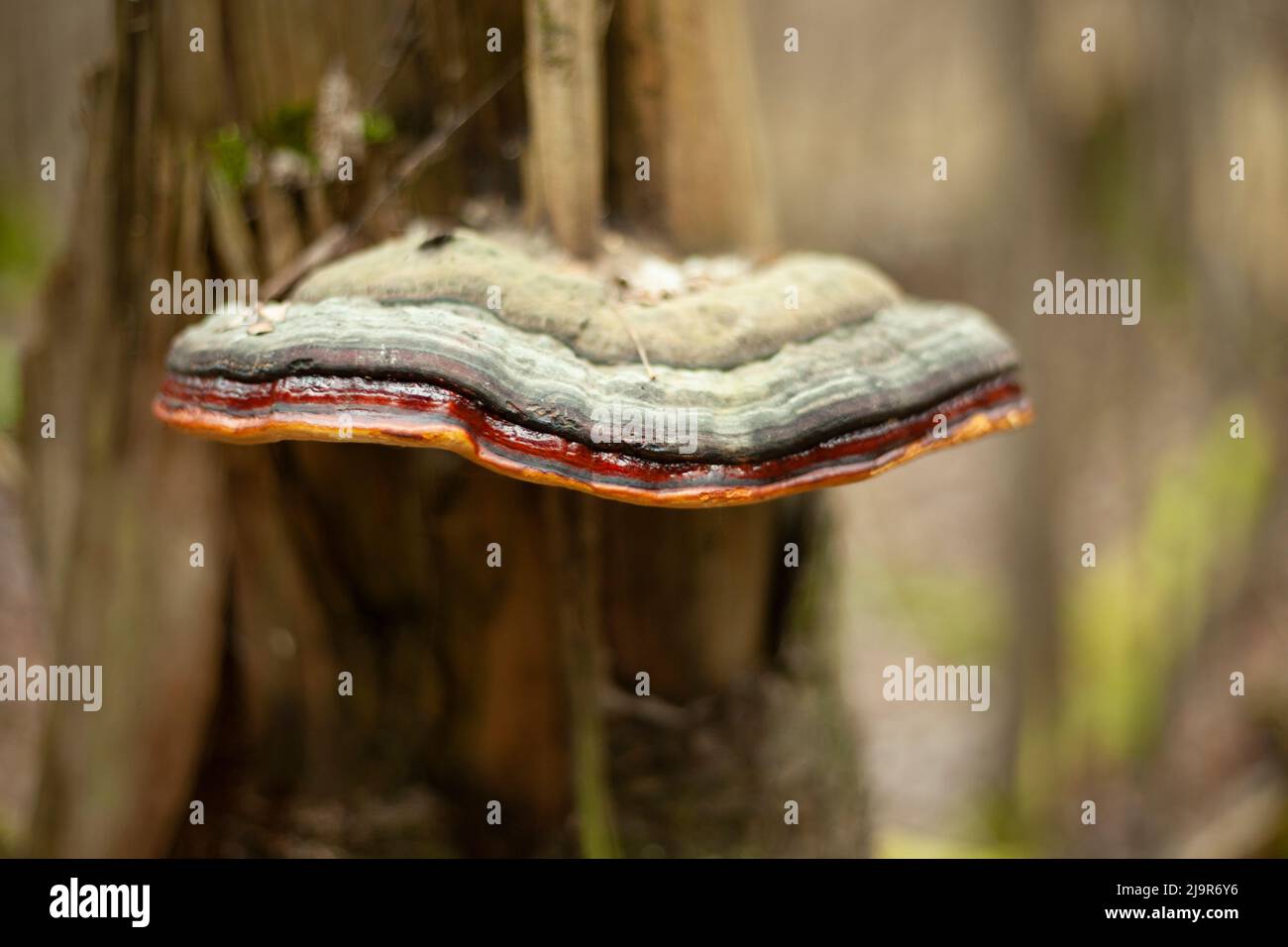 Fungo su albero. La natura è nei dettagli. Il fungo nella foresta cresce sul tronco di albero. Foto Stock