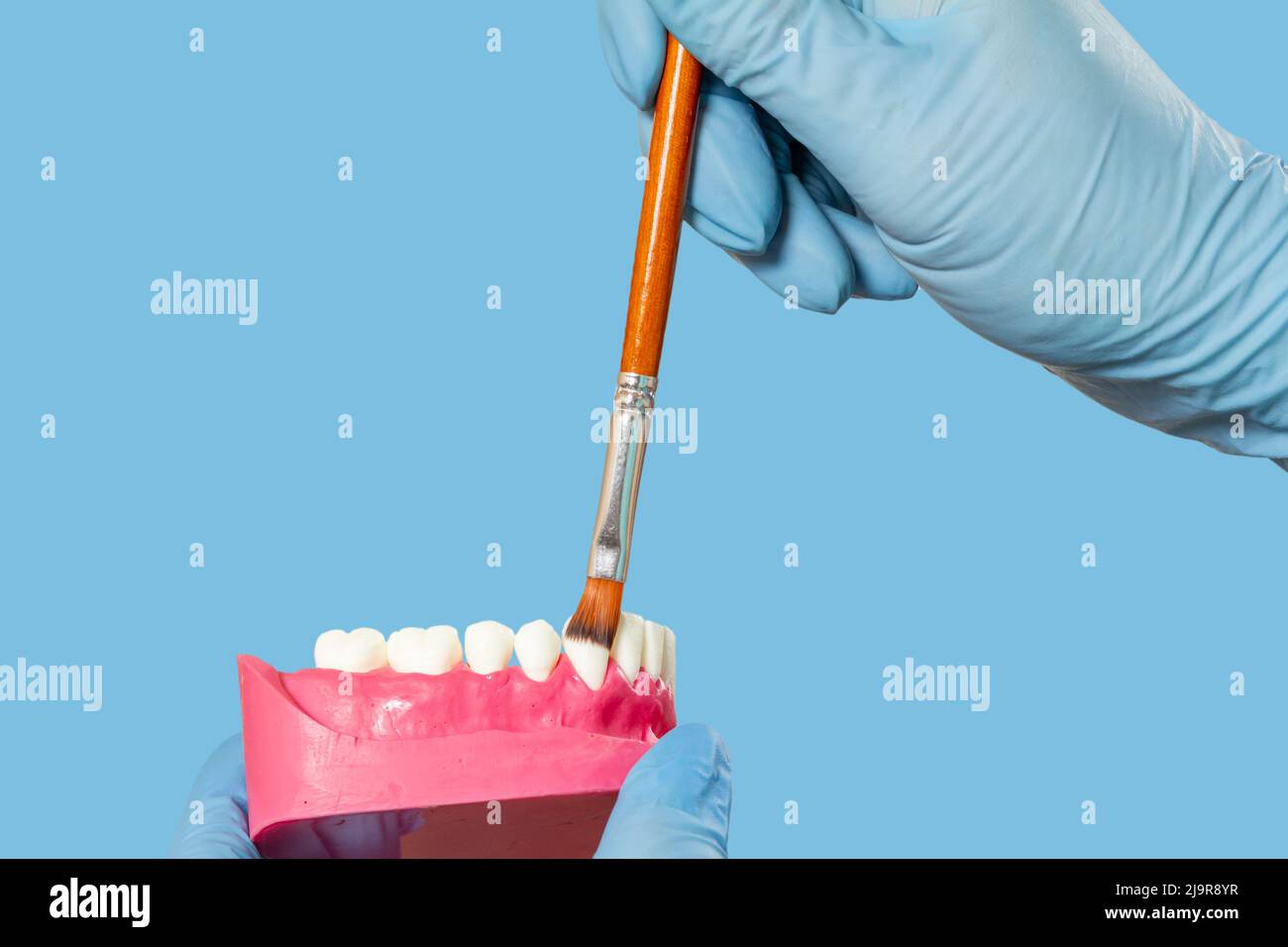 Le mani del dentista con disposizione della mandibola umana e del pennello. Foto Stock