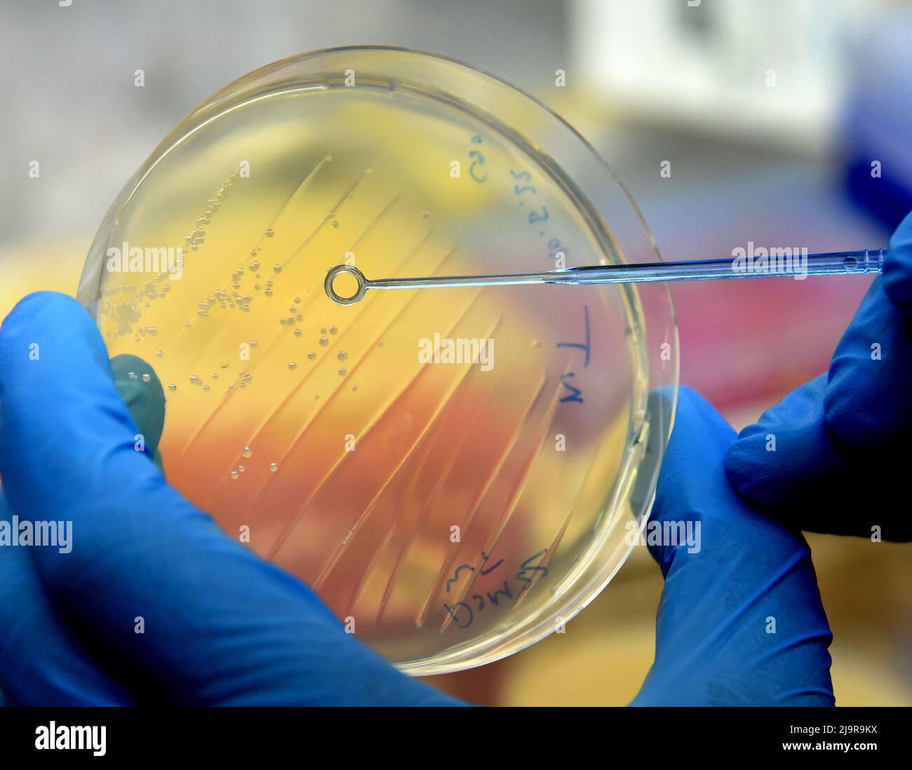 23 maggio 2022, Sassonia, Lipsia: Nel laboratorio di ingegneria genetica dell'Istituto di chimica analitica dell'Università di Lipsia, Christian Sonnendecker si prepara a coltivare batteri su piastre di agar sotto il banco sterile per un test di degradazione della plastica PET. Per la plastica leggera, che viene utilizzata per il confezionamento di alimenti e bottiglie di bevande, tra le altre cose, gli scienziati hanno scoperto un enzima altamente efficiente su cumuli di compost che degrada la plastica PET in tempi record. L'enzima PHL7 potrebbe rendere possibile il riciclaggio biologico del PET, che finora è stato problematico, molto più veloce Foto Stock