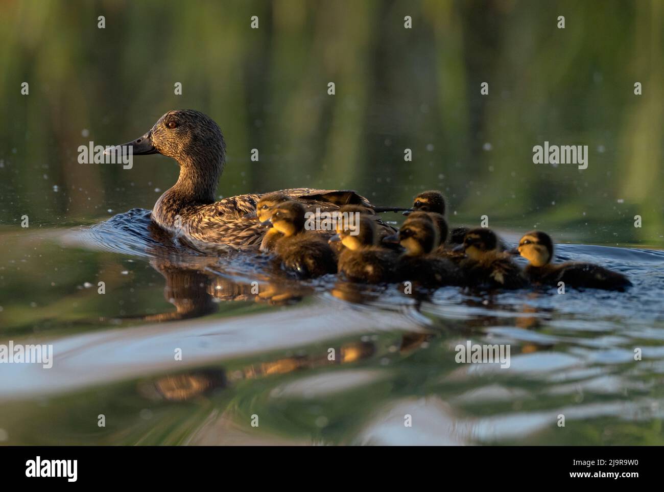 Femmina Mallard (Anas platyrhynchos) che nuota con la sua covata di piccoli anatroccoli, Norfolk Foto Stock