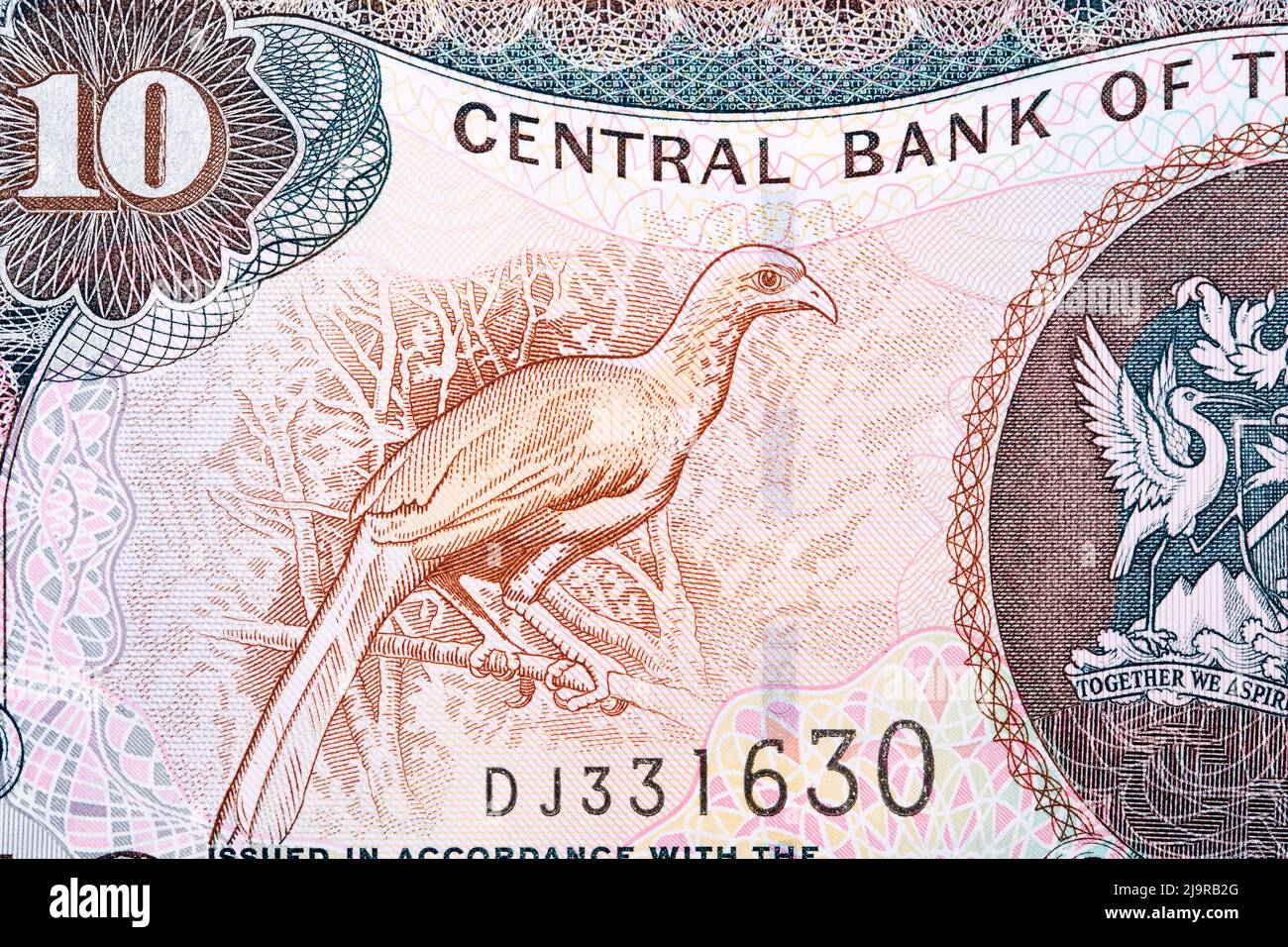 Piping Guan da soldi di Trinidad e Tobago - 10 dollari Foto Stock