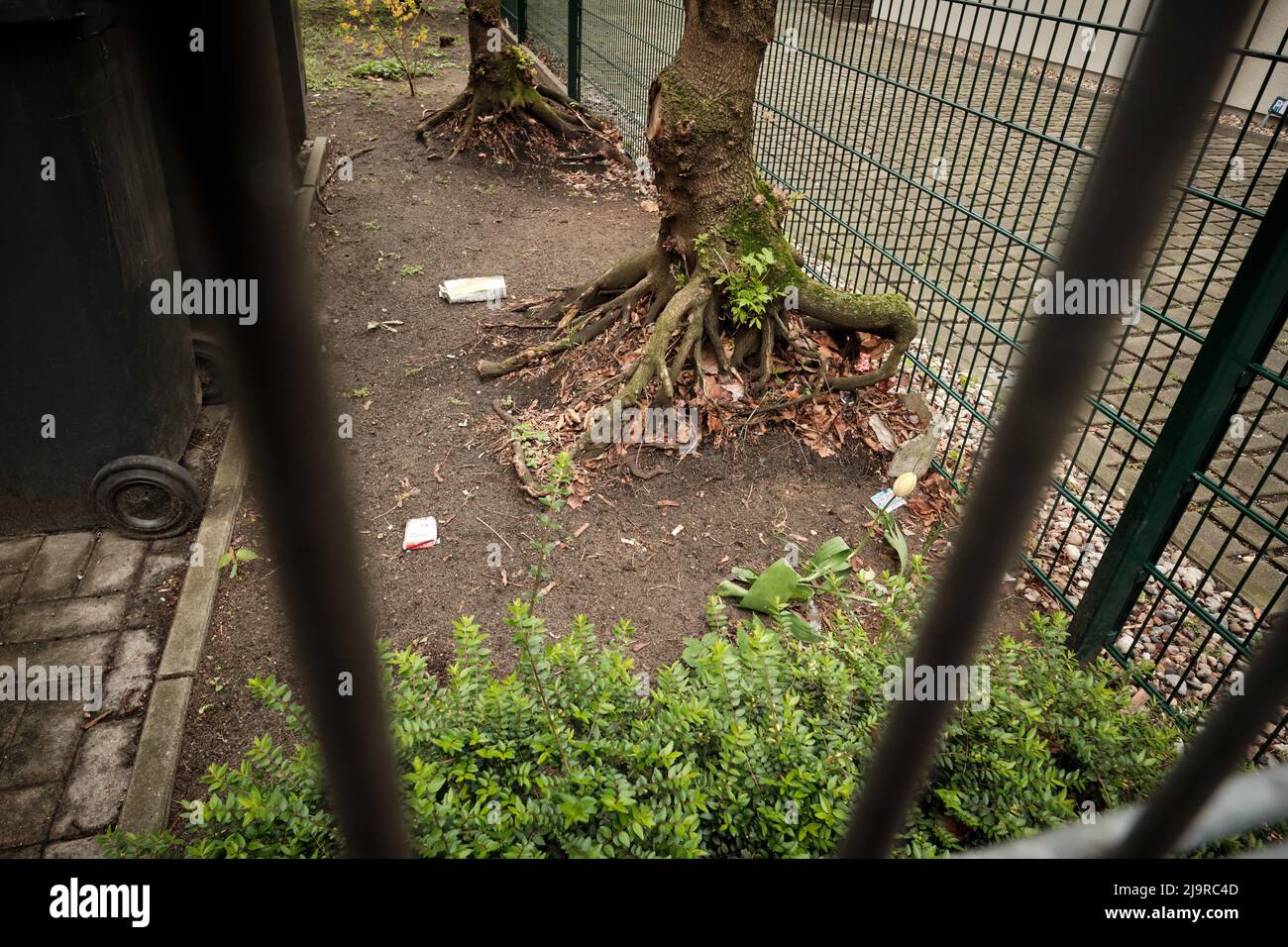 Berlino, Germania. 15th Apr 2022. Le radici di due alberi nel Victoriastadt, chiamato Kaskelkiez, sono nude. Credit: Stefan Jaitner/dpa/Alamy Live News Foto Stock