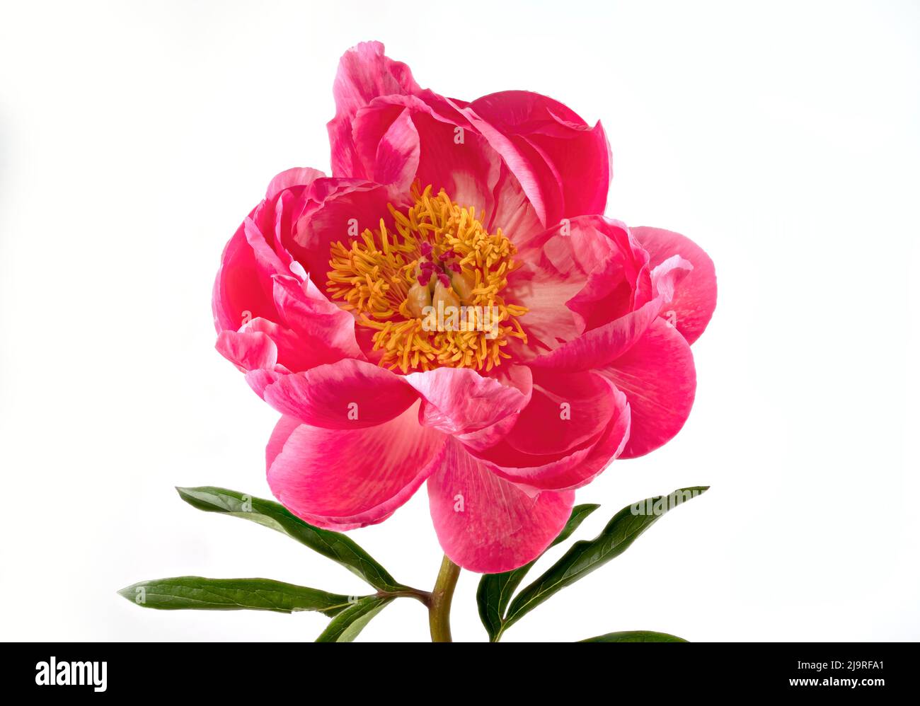 Bellissimo gambo singolo di un fiore di peonia rosa, fotografato su un semplice sfondo bianco Foto Stock