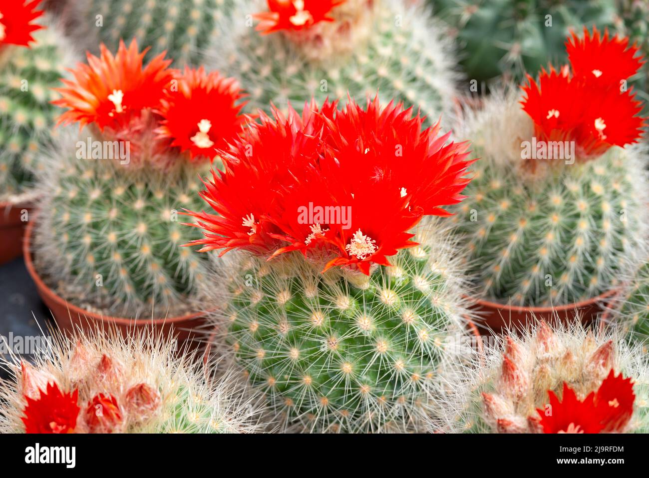 Rosso fiori di Cactus Foto Stock