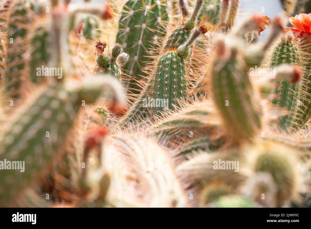Primo piano di cactus in enorme giardino botanico, grandi spine, natura concetto Foto Stock