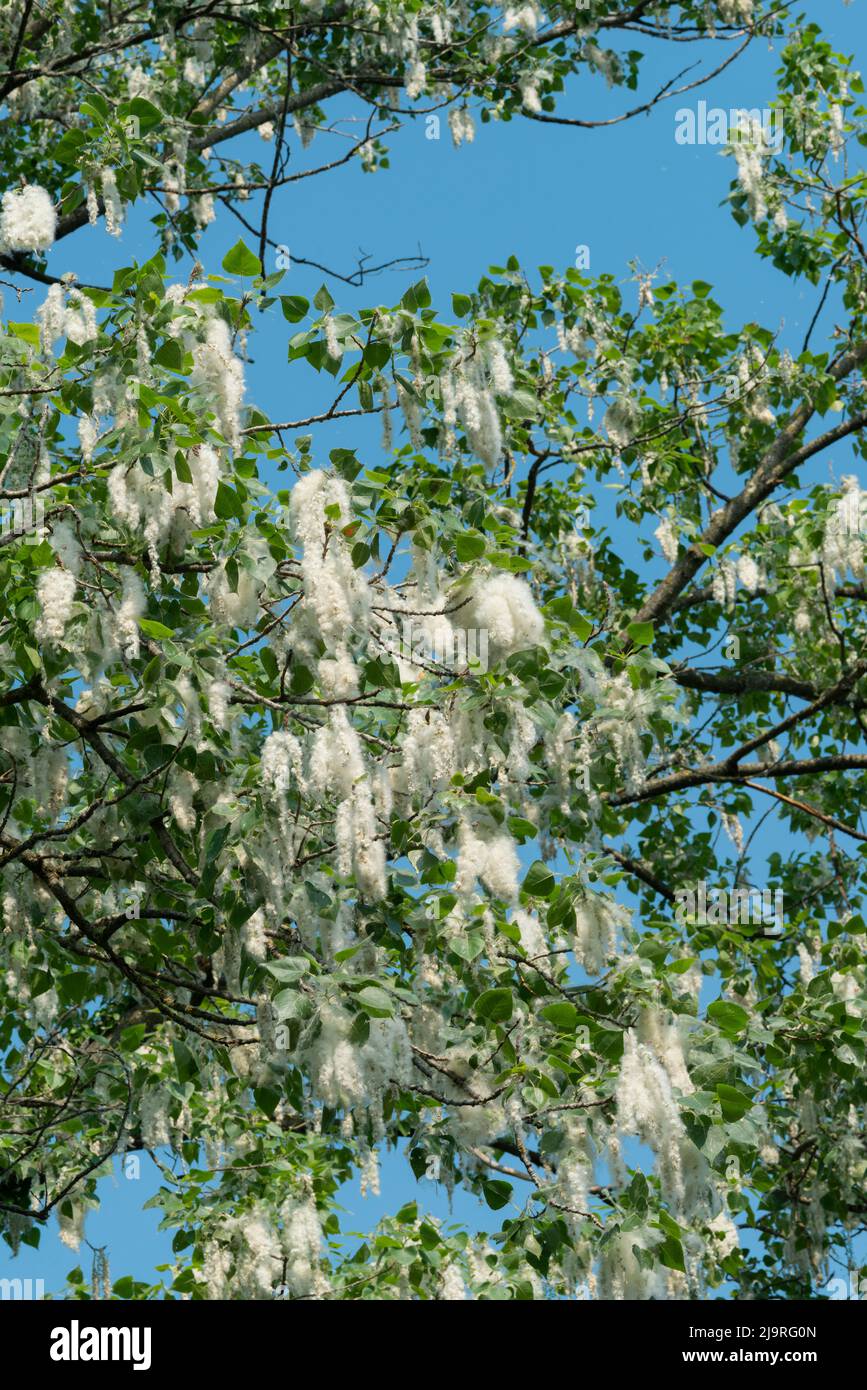 Italia, Lombardia, semi di Poplar Nero, Populus Nigra Foto Stock