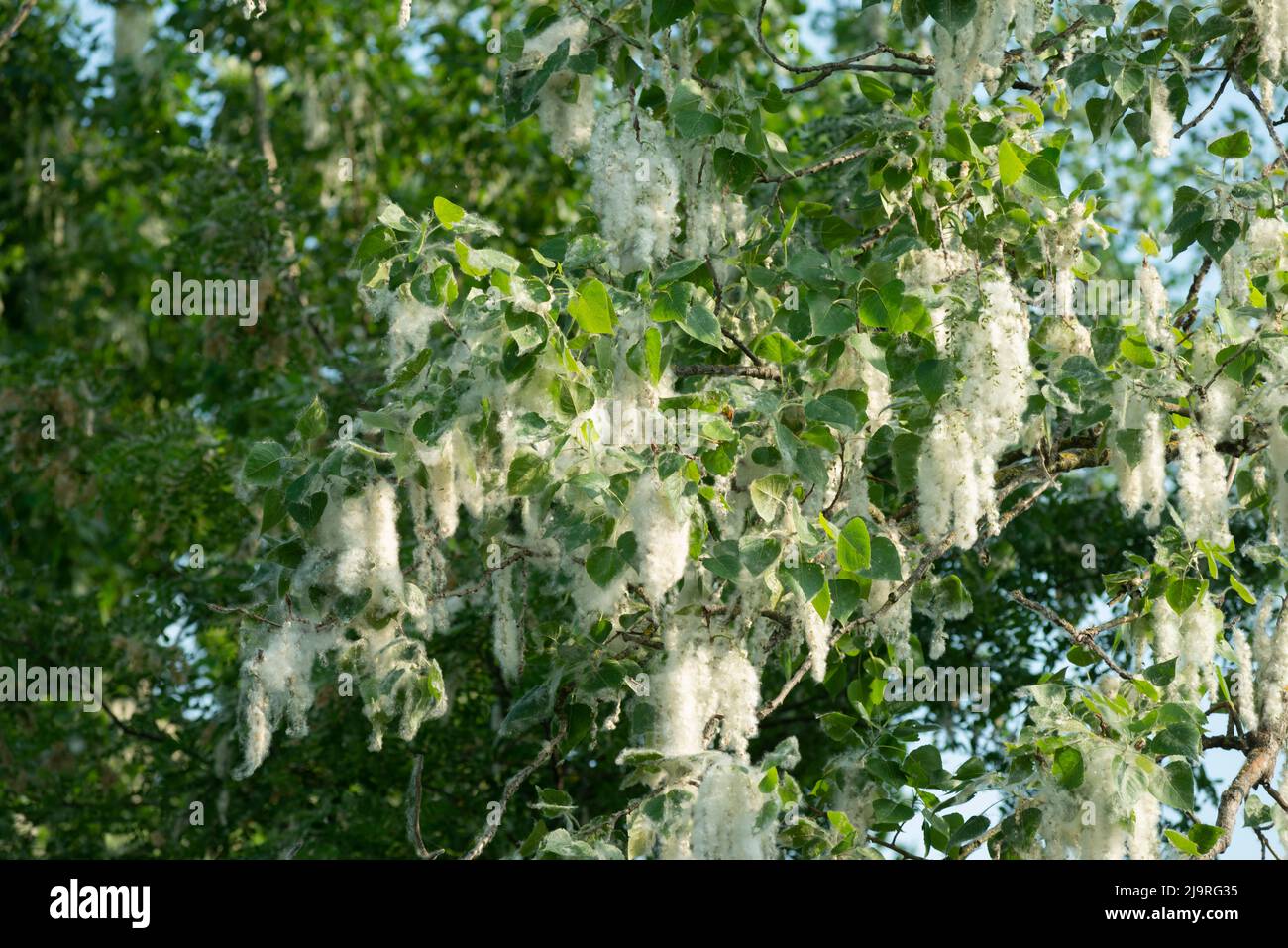 Italia, Lombardia, semi di Poplar Nero, Populus Nigra Foto Stock