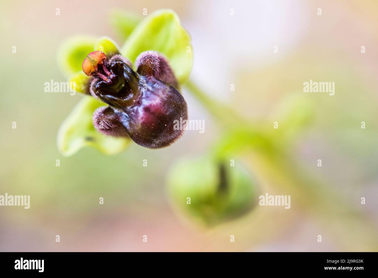 Lorchidea bumblebea è una specie di orchidea bumblebea originaria del  Mediterraneo Foto stock - Alamy