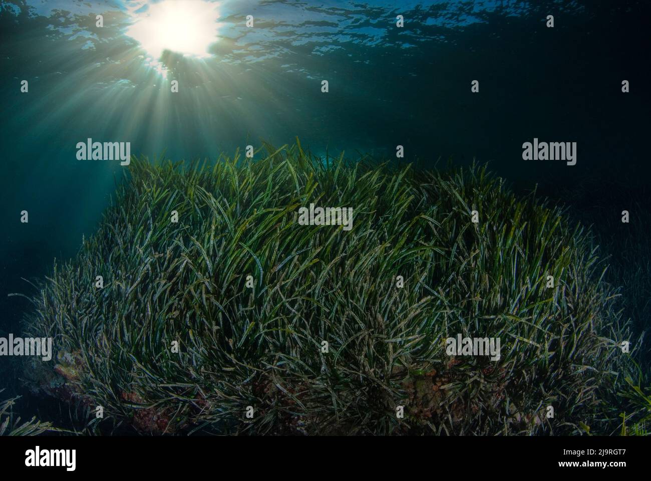 Pianta endemica del Mar Mediterraneo Posidonia oceanica con raggi di sole sullo sfondo Foto Stock