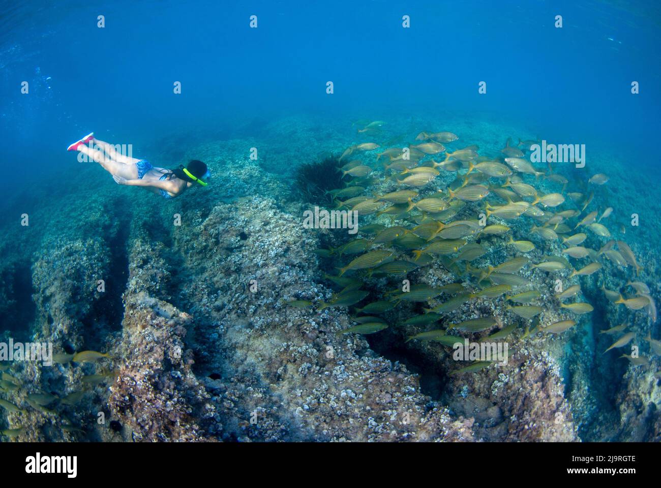 Ragazza diving tra una grande scuola di pesci mediterranei (Sarpa salpa) Foto Stock