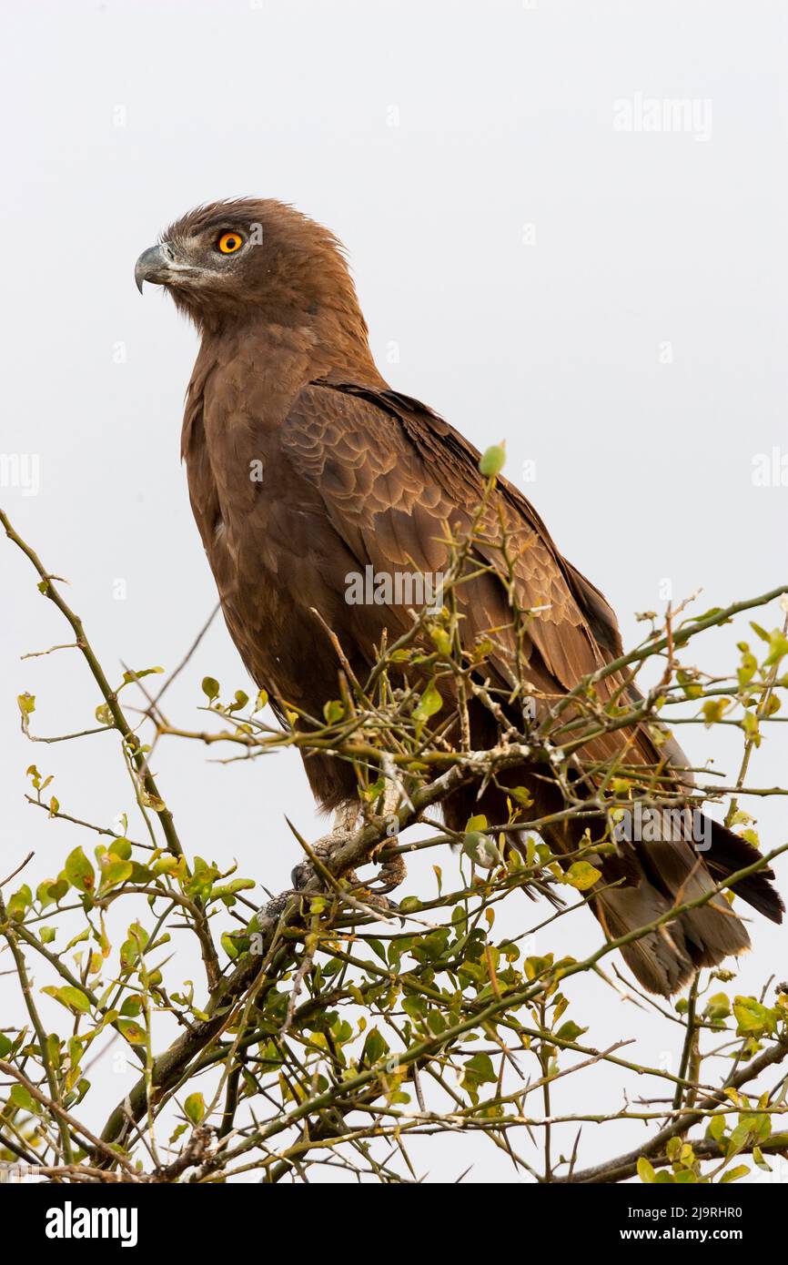 Africa, Tanzania. Ritratto di un'aquila di serpente marrone. Foto Stock