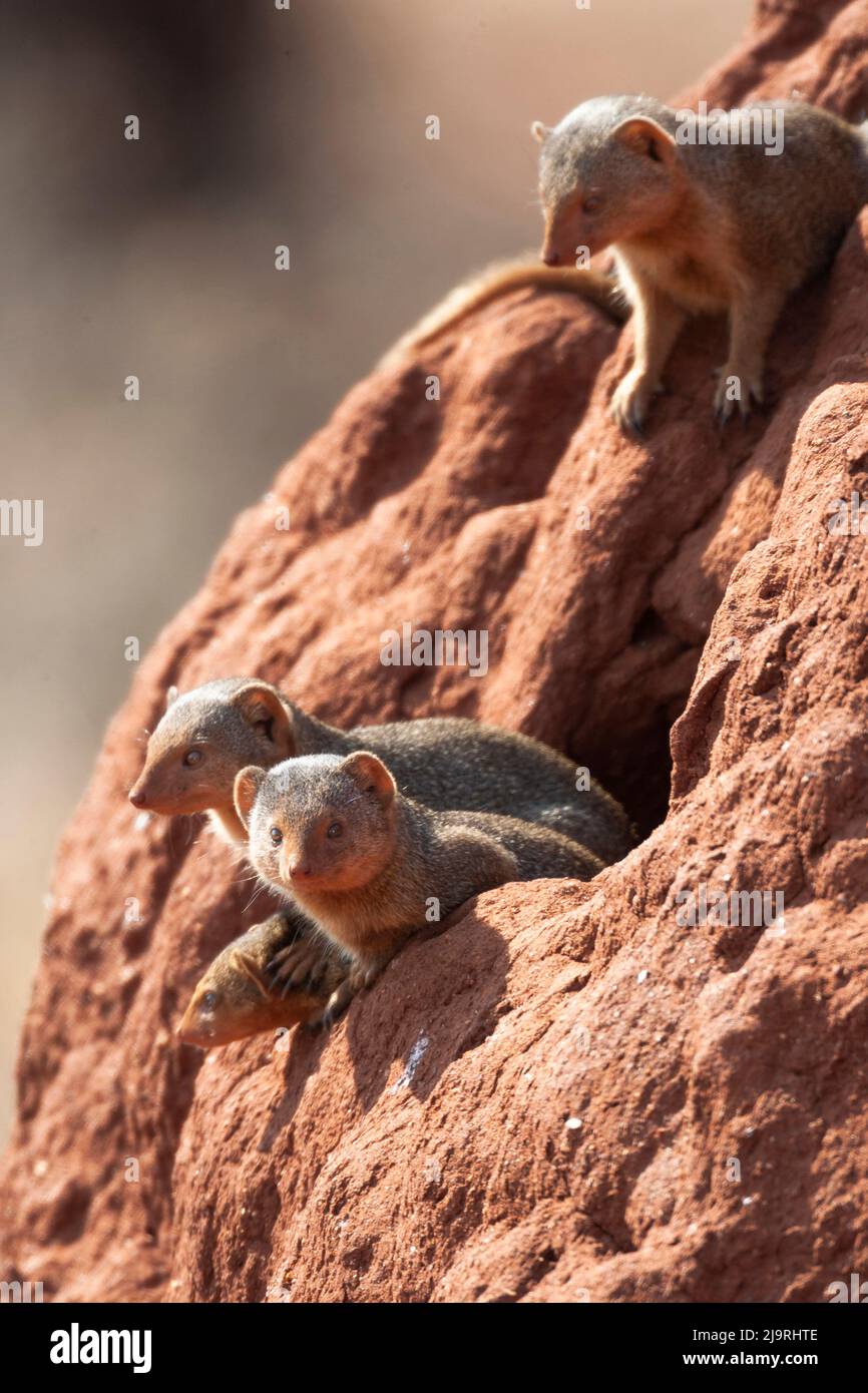 Africa, Tanzania. Alcuni mongooses nani osservano fuori dalla loro sede in un tumulo di termite. Foto Stock