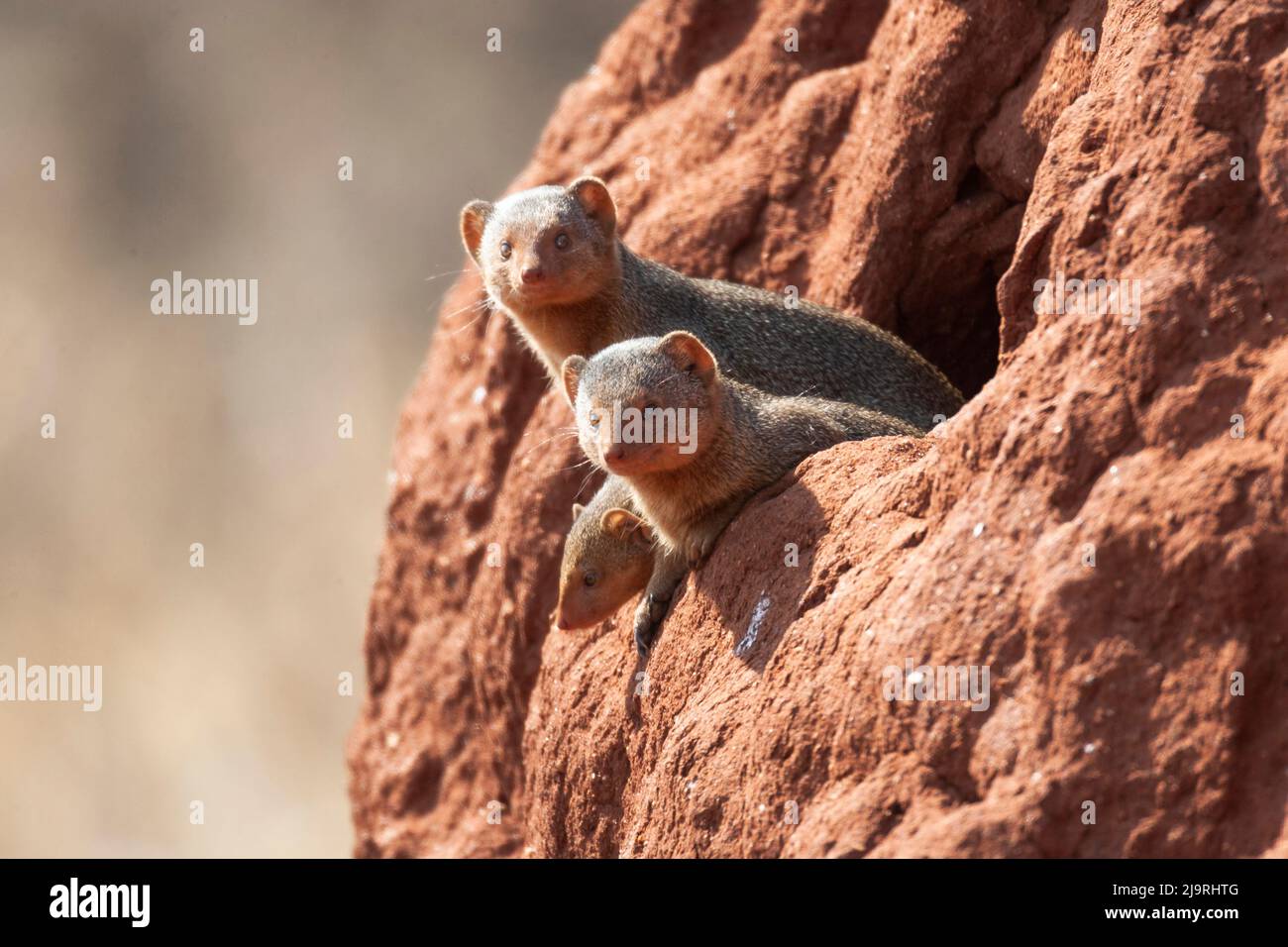 Africa, Tanzania. Alcuni mongooses nani osservano fuori dalla loro sede in un tumulo di termite. Foto Stock