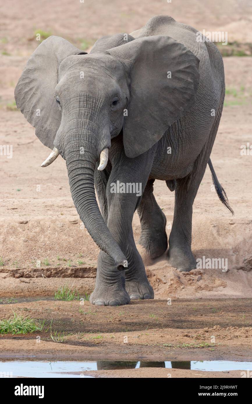 Africa, Tanzania, elefante africano. Ritratto di un elefante toro. Foto Stock
