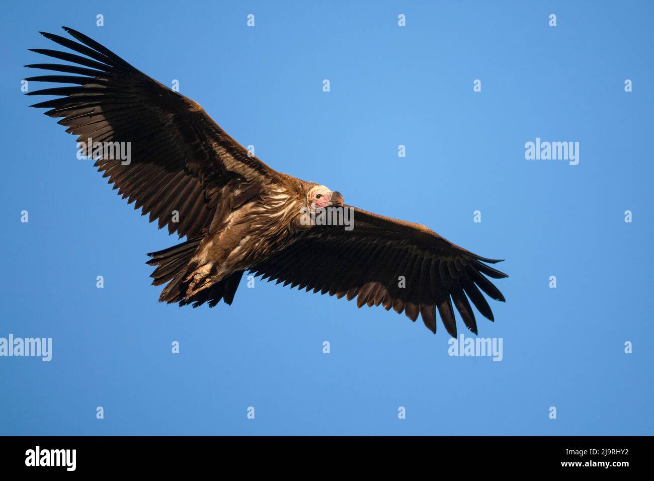 Africa, Tanzania. Ritratto di un avvoltoio in volo con facciata in lappetta. Foto Stock