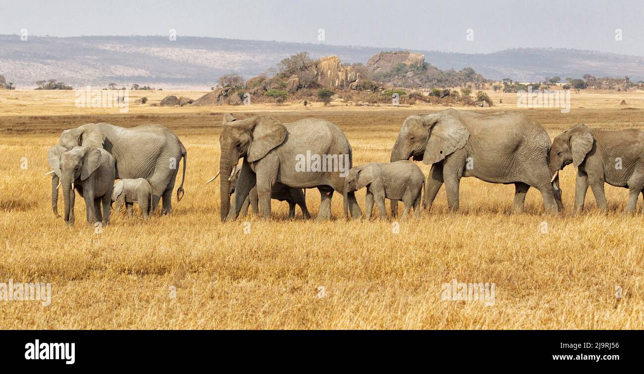 Africa, Tanzania, il serengeti elefante africano cespuglio. Una mandria di elefanti cammina attraverso l'erba con kopjes sullo sfondo. Foto Stock