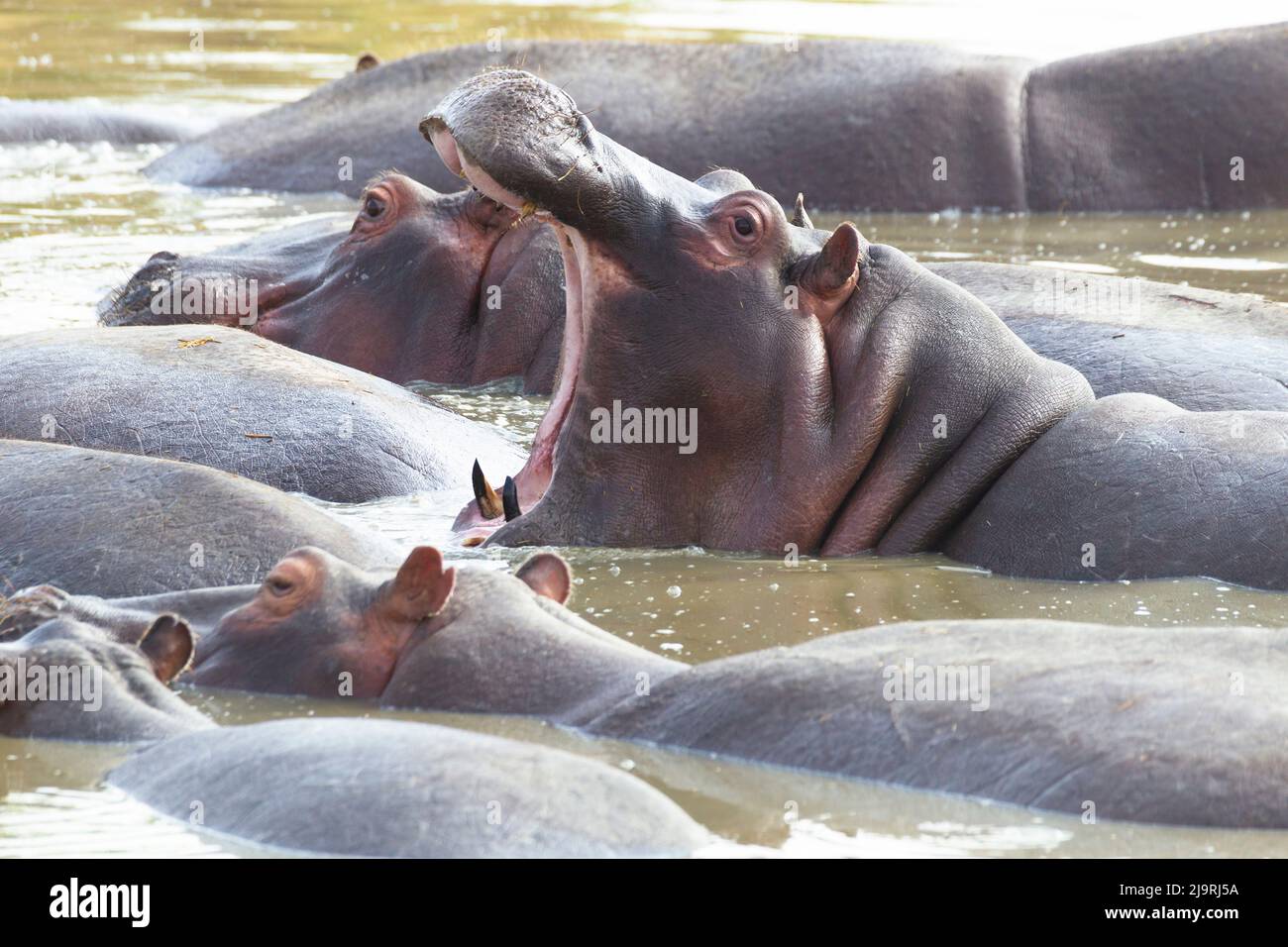 Africa, Tanzania. Un ippopotamo giange mostrando i suoi denti affilati. Foto Stock
