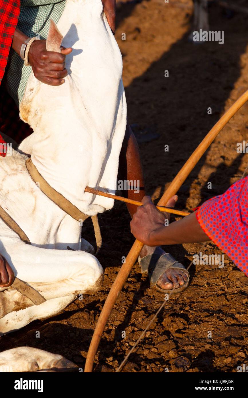 Africa, Tanzania, tribù Masai. I Masai usano tecniche tradizionali per disegnare il sangue per il loro consumo. Foto Stock