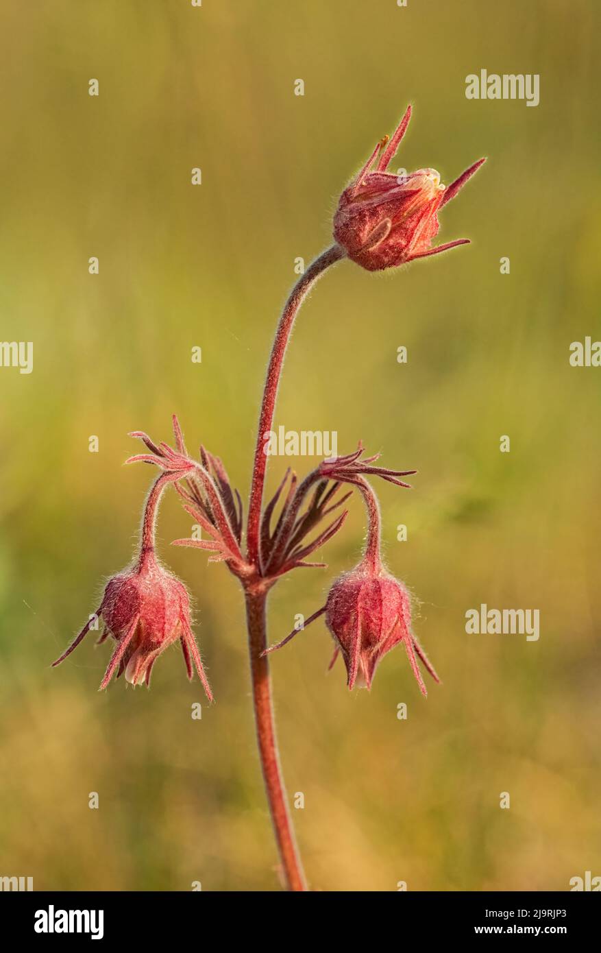 Canada, Manitoba, Birds Hill Provincial Park. Gemme su un avens a tre fiori. Foto Stock