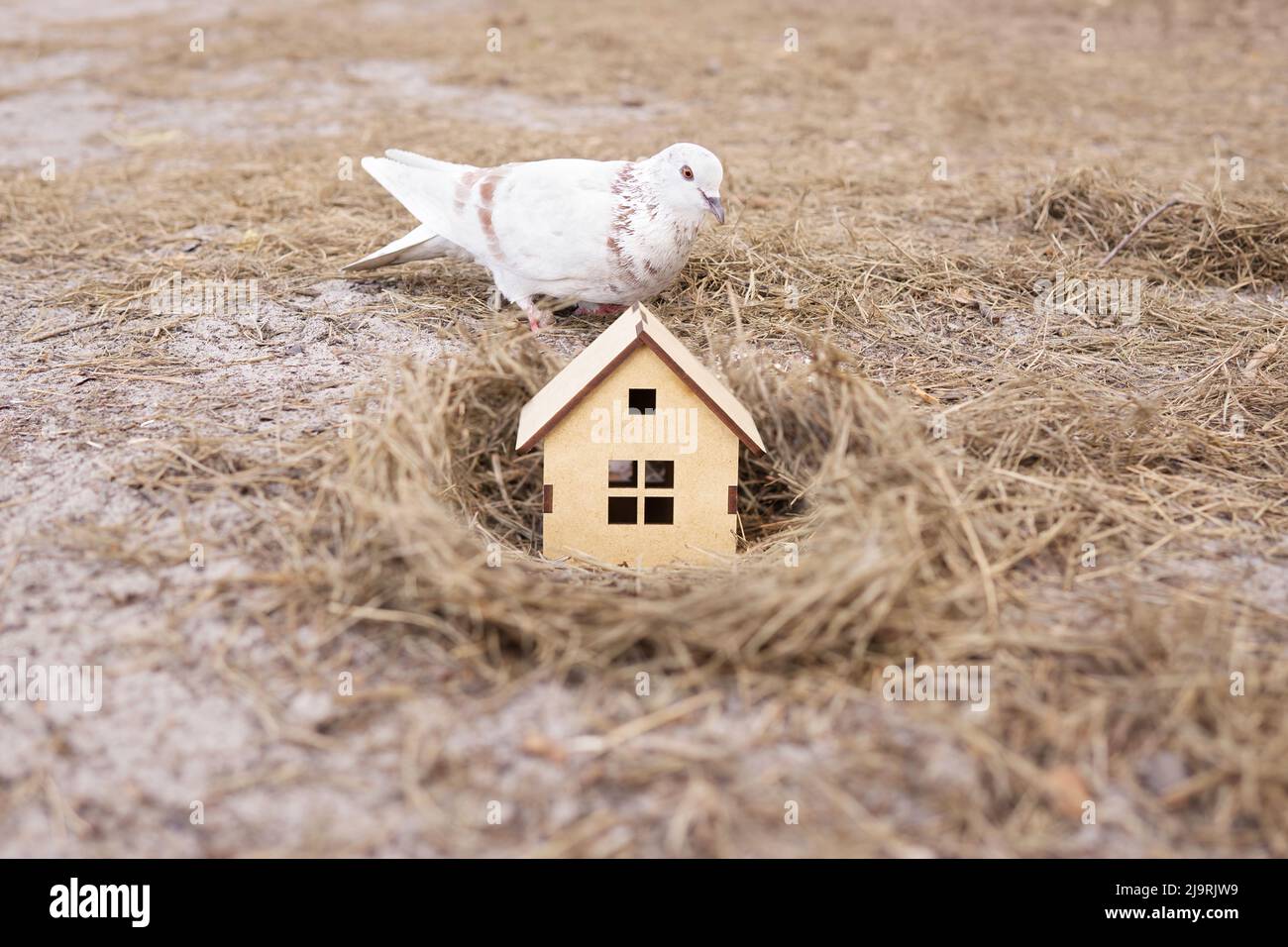 Colomba bianca che ispeziona una casa in legno in miniatura in piedi nel nido, fuoco selettivo. Trovare una casa perfetta per la famiglia. Foto Stock